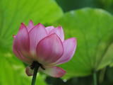 蜀紅蓮蕾(蓮華座、鈴型)アップ