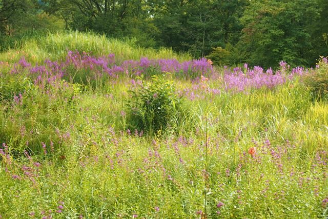 モーロク俳句 花野 はなの 花野道 巣鴨 とげぬき とげとげ日記