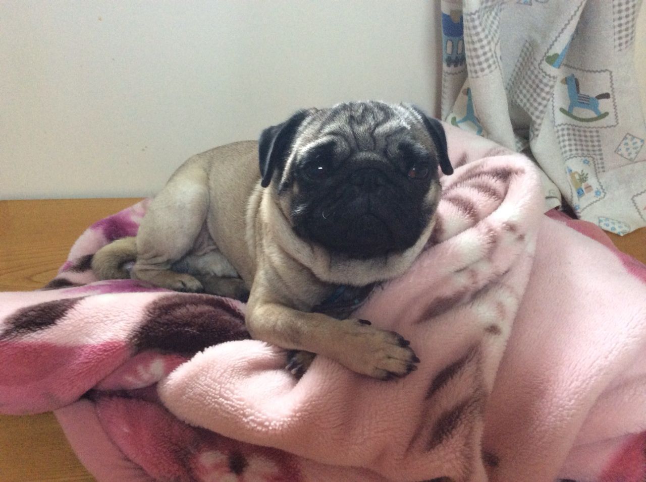 パグを飼って良かったこと 葉山でパグと暮らすくらもちののペット大好きブログ パグを飼って良かったこと 葉山でパグと暮らすくらもちののペット大好きブログ