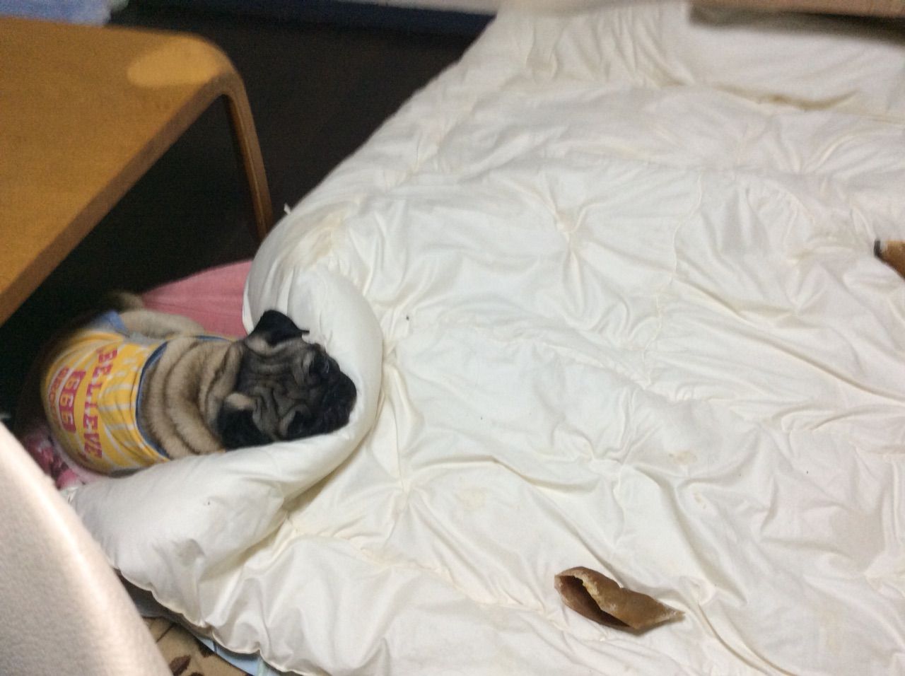 パグになりたい 葉山でパグと暮らすくらもちののペット大好きブログ パグになりたい 葉山でパグと暮らすくらもちののペット大好きブログ