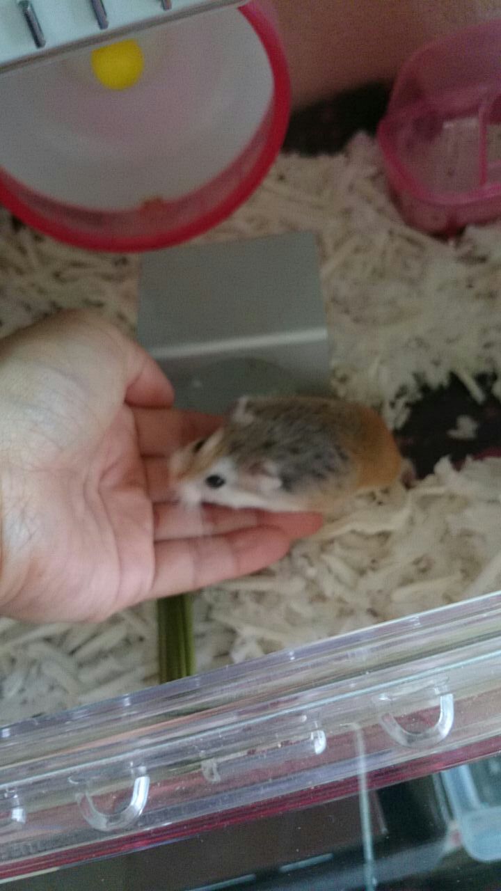 ロボロフスキーハムスターくぅちゃんのお気に入りおやつ 新i Love ハムスター ハムスターの飼育日記 グッズレビュー