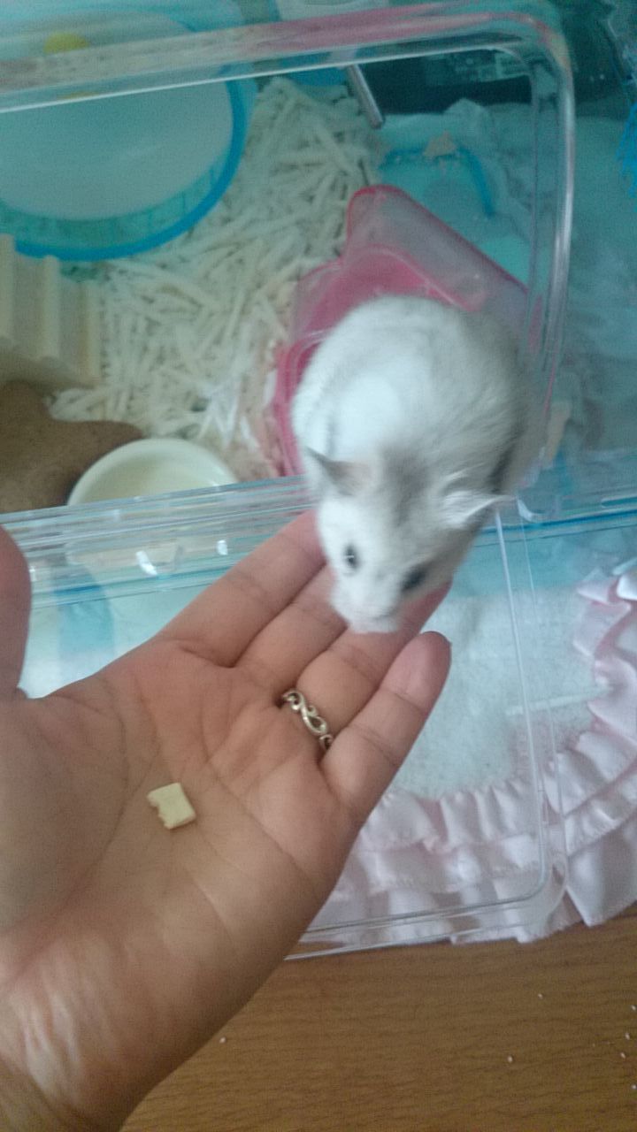 15年06月 新i Love ハムスター ハムスターの飼育日記 グッズレビュー