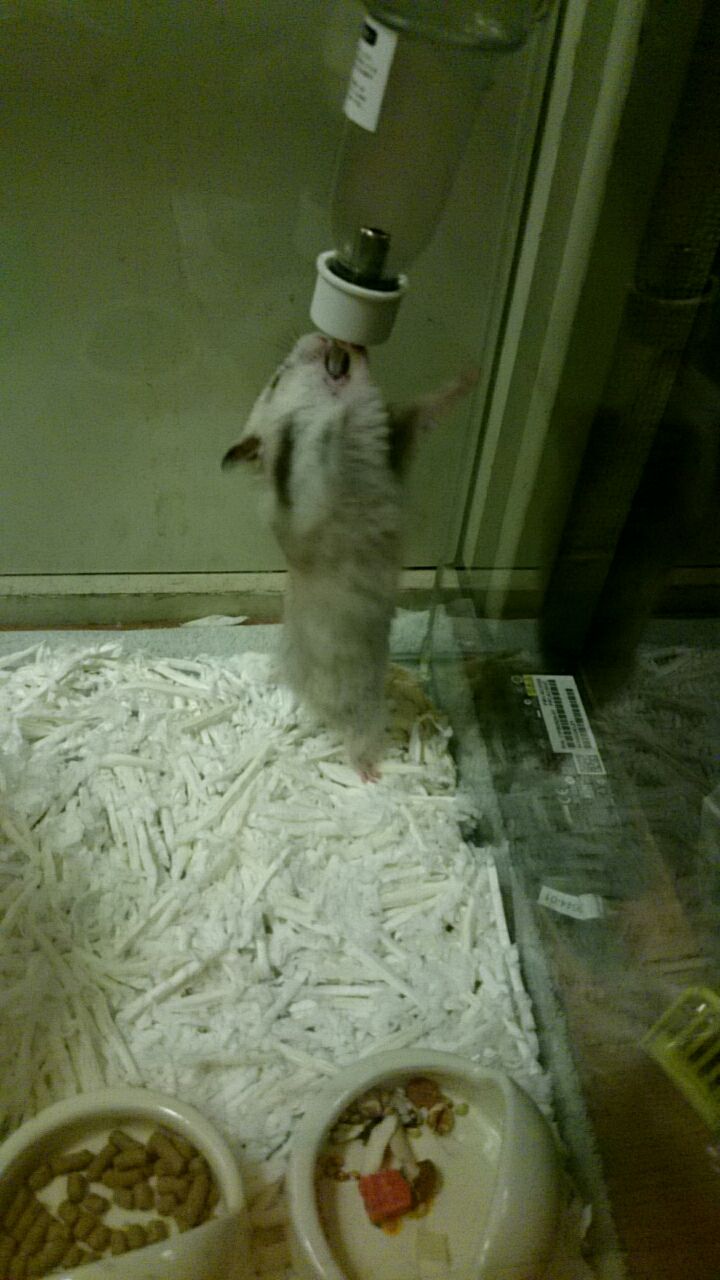 ハムスター 給水ボトルで遊ぶ困ったももちゃん 新i Love ハムスター ハムスターの飼育日記 グッズレビュー ハムスター 給水ボトルで遊ぶ困ったももちゃん 新i Love ハムスター ハムスターの飼育日記 グッズレビュー
