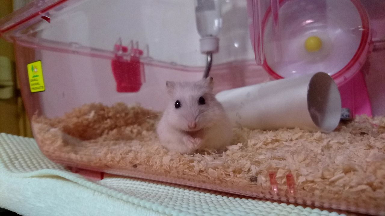 ジャンガリアンハムスター ふくくんの近況 新i Love ハムスター ハムスターの飼育日記 グッズレビュー ジャンガリアンハムスター ふくくんの近況 新i Love ハムスター ハムスターの飼育日記 グッズレビュー