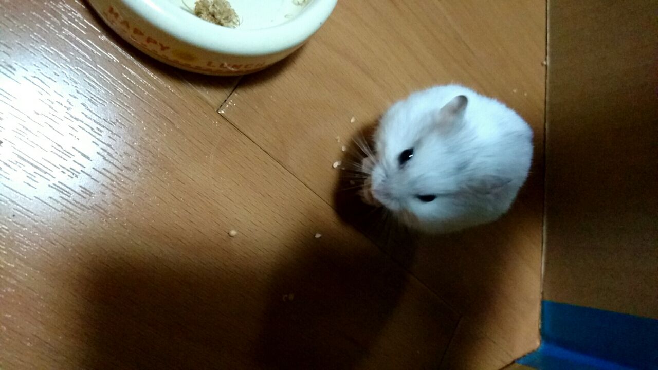 ハムスター 福くんサークル遊び 新i Love ハムスター ハムスターの飼育日記 グッズレビュー