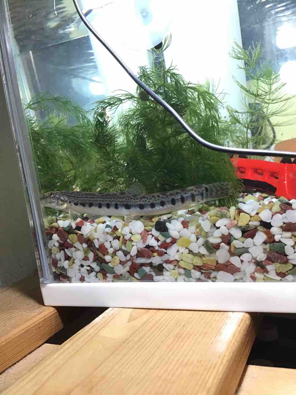 ドジョウくんを入れる 八朔祭りの金魚鉢