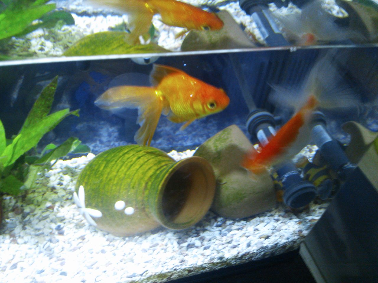金魚 すぎさんぽ 金魚 すぎさんぽ