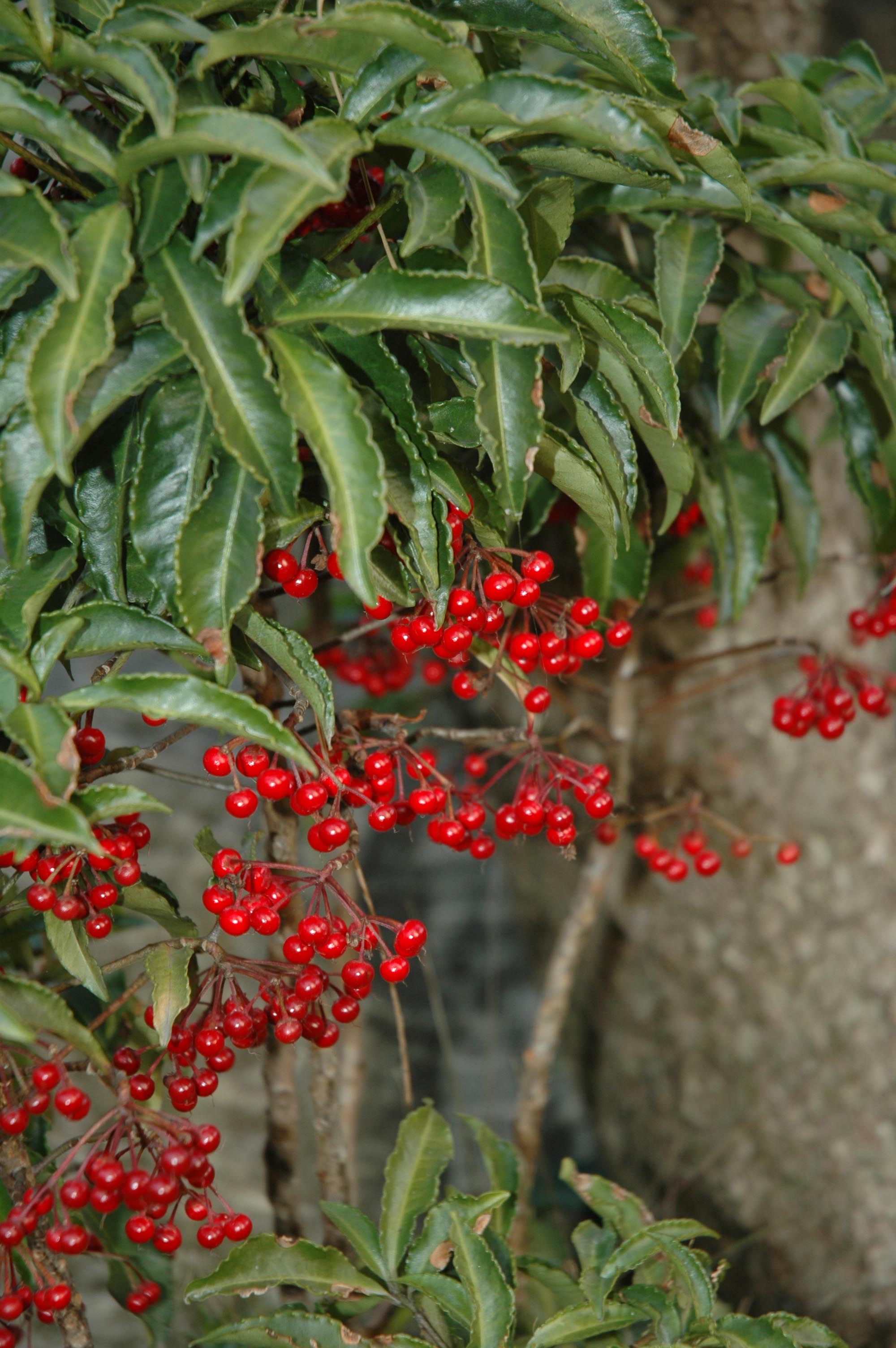 やぶこうじの赤い実 ブログ歳時記