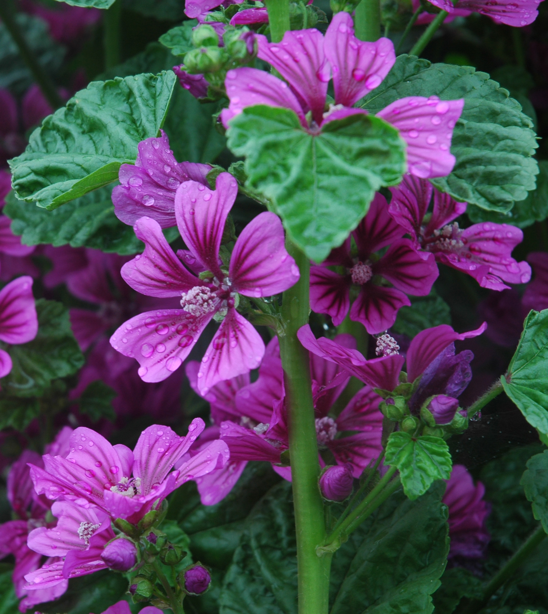 葵の花 ブログ歳時記 葵の花 ブログ歳時記