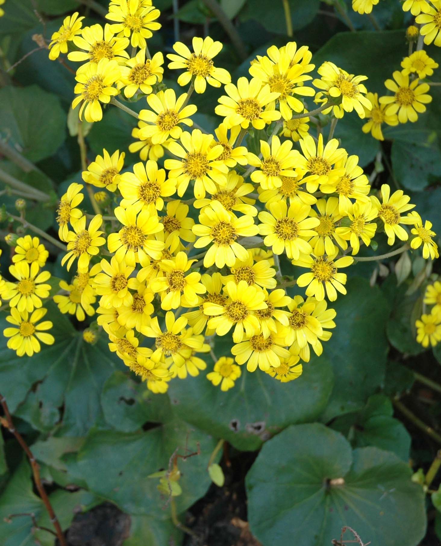 石 蕗 ツワブキ ブログ歳時記