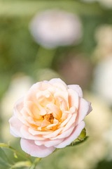 DSCF0033