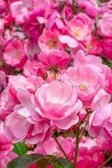 DSCF0294