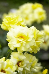 DSCF0318-4