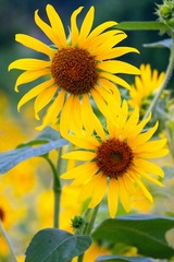 DSCF0310