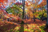 秋の京都(23)