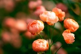 DSCF0255