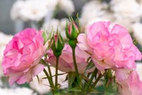 DSCF0296