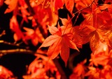 DSCF0698