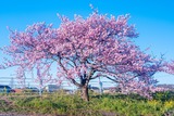 山の手さくらまつり(5)