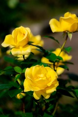 DSCF0238