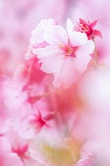 DSCF0006