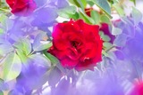 DSCF0051