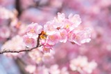 DSCF0966
