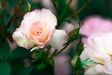 DSCF0315