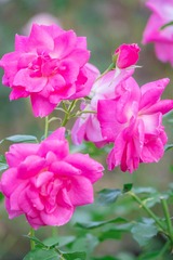 DSCF0046-2