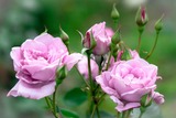 DSCF0273-3
