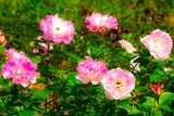 DSCF0226