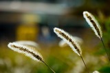 DSCF0765