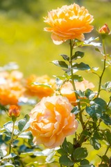 DSCF0276