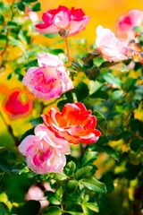 DSCF0242