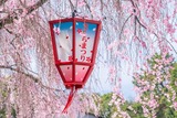 名古屋城桜まつり（１）