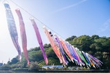 蓮華寺池の藤（７）