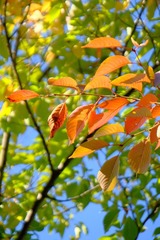 DSCF5224