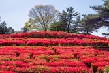 小室山公園(4)