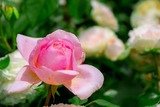 DSCF0266-2