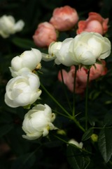 DSCF0252