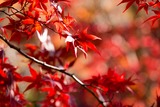DSCF0826-2