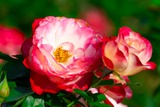 DSCF0285