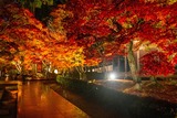 夜の紅葉（10）