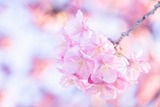 山の手さくらまつり(3)
