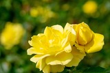DSCF0233