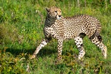 DSCF1437