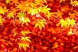 DSCF0023