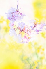 山の手さくらまつり(6)