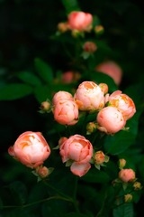 DSCF0305-2