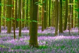 ハルの森（10）